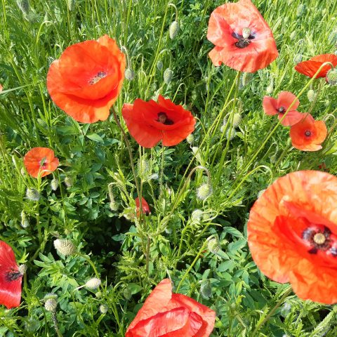 FOCUS SUR UNE CUEILLETTE DU MOMENT - Le Coquelicot-Les Sentiers Sauvages